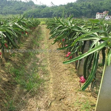 海口荔枝王高价拍卖引领高端果业新趋势
